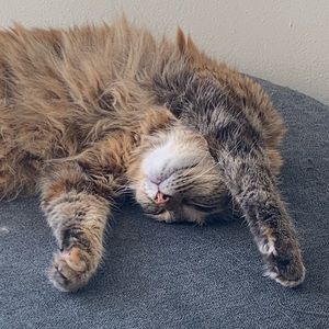 Meet your Posher, Aliyah